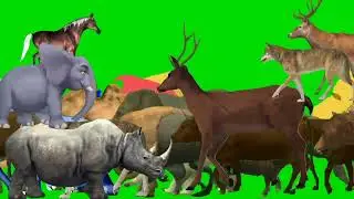 Wild forest crazy green screen animals crossover video!10 de maio de 2025 cartoon funny video #cat