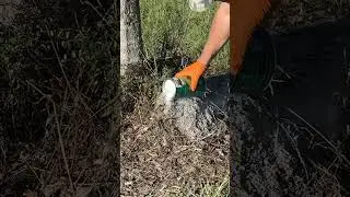 How To Kill Fire Ants!