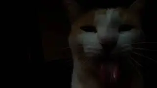 Hi