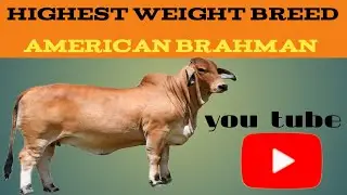 The Unstoppable American Brahman: A Story of Strength, Resilience, and Livestock Revolution