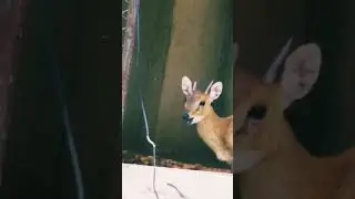 Four horned deer #चौसिंगा हिरण #ytshortsvideo #viralvideo