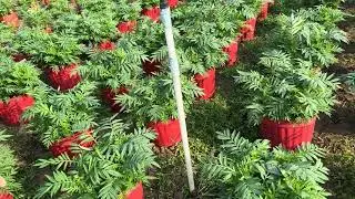 Dang chậu và phun thuốc ngừa bệnh, thuốc sâu cho hoa vạn thọ