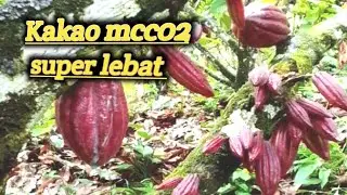 Kakao mcc02 berbuah lebat di akhir tahun 2025