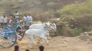 2nd Prize 🏆 Lekkala Sathibabu bulls in Chowduwada #trending #bull #bullrace 