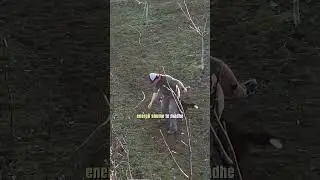 BORDER COLLIE NE FERM&Euml;N LAZDROHU