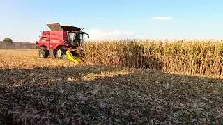 Corn harvest| Case IH axial flow 7240