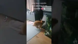 Cute fluffy ninja 🐇💕