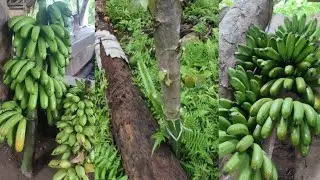 Paglinis sa dragon fruit at pag tiba ng saging