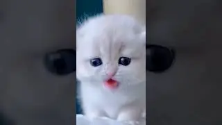 cute kitten's ll singing cutie baby#viral#trendingshorts#trending#video#shorts