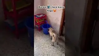 Hamari Vitamin Ki Goli 🥰&hearts;️🎀 #shorts #trending #pug #pets #dog #love #youtubeshorts #viral
