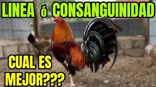 EN LINEA o CONSANGUINEO    CUAL ES MEJOR??