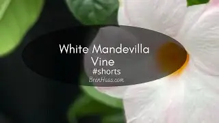 My white MANDEVILLA in Winter Dome