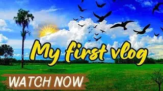 My first vlog 🌳mango tree🌲🪵 carehow to grow🥭 mango tree in a pot mangosave trees 🌳save
