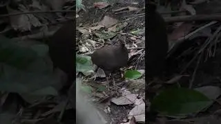 INHAMBU PRETA F&Ecirc;MEA #NaturezaSelvagem #aves #inhambupreta #derondoniaparaomundo #Crypturelluscinereu