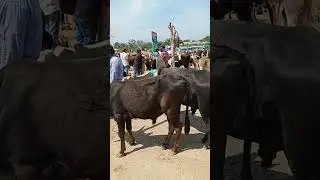Toros en Ejutla Oaxaca Dia jueves día de plaza