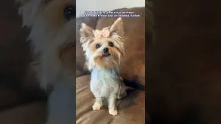 Pure bred or inbred? How to tell the difference! #yorkie #shorts