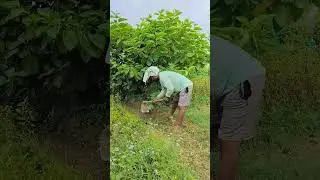 Grass cleaning in the nursery#farming #nature #villagelife #agriculture