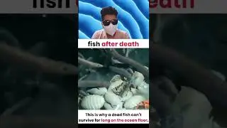 Unbelievable!😱 See what happens when a fish dies in the ocean #shorts #trending