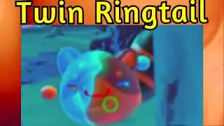 Being Stalked by a Ringtail - Slime Rancher 2