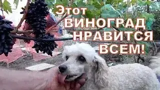 Одесский Сувенир.