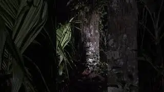 Malam Sepi Di Desa