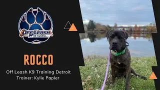 &ldquo;Rocco&rdquo; 1 YO Cane Corso | OLK9