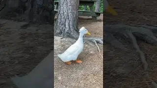 This ducks hairstyle is too cute 😅❤️ #duck #afro #adventure #dayout  #interesting #whiteduck