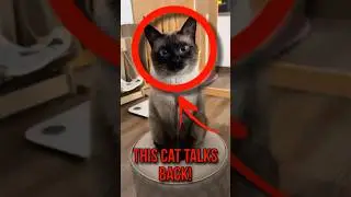 Why Siamese Cats Are the Most Talkative (and Sassiest) Cats You&rsquo;ll Ever Meet!