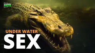 How Crocodiles Mate Under Water ?