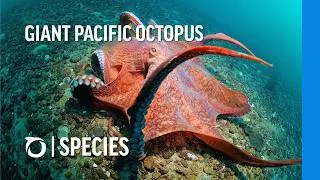 Meet the largest octopus in the world | Oceana