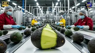 The Real Process Behind Your Avocado Oil 🥑 (Factory Tour)