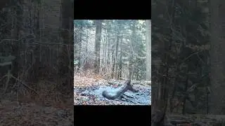 Slovakia#naturephotography #nature #wildlife #wildlifephotography #trailcam #shorts #deer