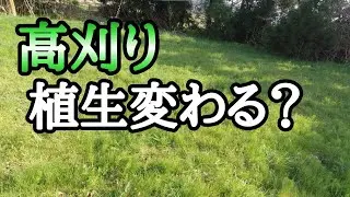 高刈りで植生に変化！？2年続けた結果は&hellip;？