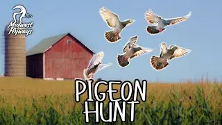 100+ Pigeons - Amazing Pigeon Hunt!