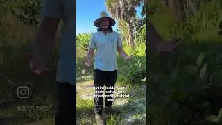 Helping gopher tortoises 🐢💪