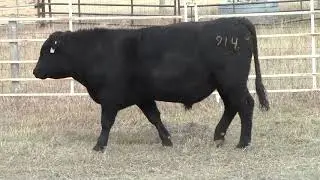Lot 914