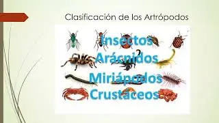 Vectores Mec&aacute;nicos y Biol&oacute;gicos. Artr&oacute;podos 1