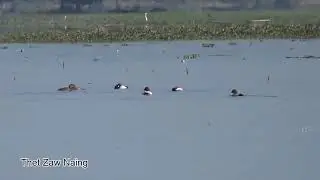 Common Pochard (Aythya ferina)