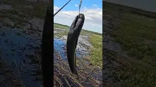 #fishingvideos #fishing #naturalfishinglife #catchfishtechnique #casting #snakeheadfish #cookingfish