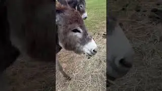 Smiling donkey