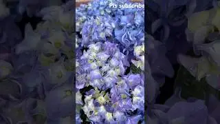 Beautiful UK garden update❤️#june29 #london #telugufamilyvlogs #indianinuk #bees #birds #garden