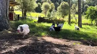 Just relax, this slow life in New Zealand with a flock of free range chickens. The place to be.