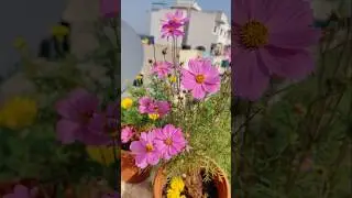 Pink cosmos ..... 🌸