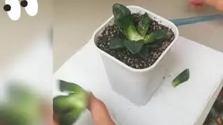 Cutting Haworthia Bayeri