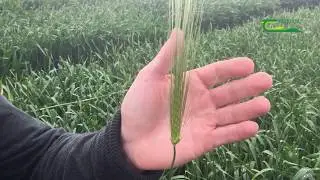 Timing of the Final Fungicide in Barley Ciaran Collins