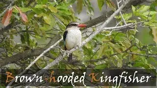 Brown-hooded Kingfisher (Halcyon albiventris) Bird Call Video - Kingfishers | Stories Of The Kruger