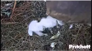 Southwest Florida Eagles ~ Locked Beaks!  Nervous Dad calls out for mom, Jan 29, 2016