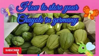 How to store your chayote in Germany || Bio chayote 2025 harvest