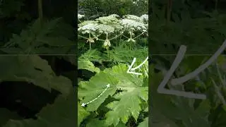 Как отличить ядовитый борщевик от не ядовитого?#shorts