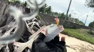Beach road casting using ghost shrimp lure! ( Saipan,USA)